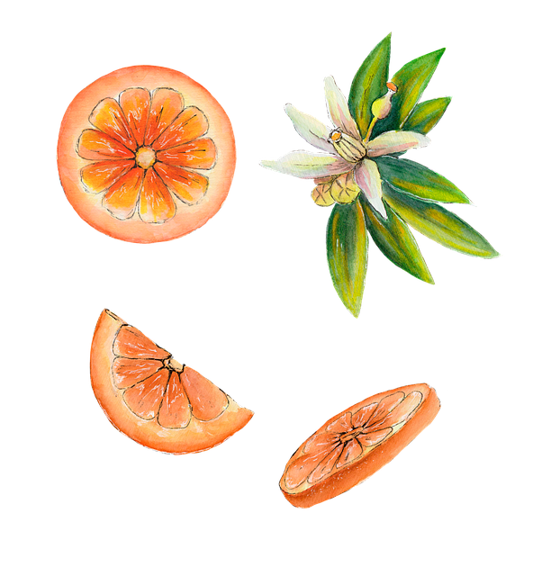 Free orange fruits citrus illustration