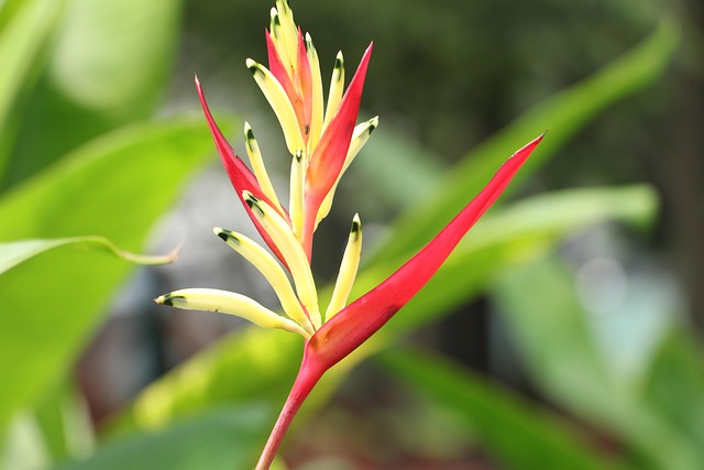 Heliconia Psittacorum Parrot - Free photo on Pixabay - Pixabay