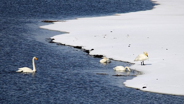 Free Swans Whooper Swans photo and picture
