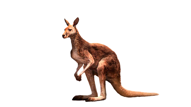 Free kangaroo animal nature illustration