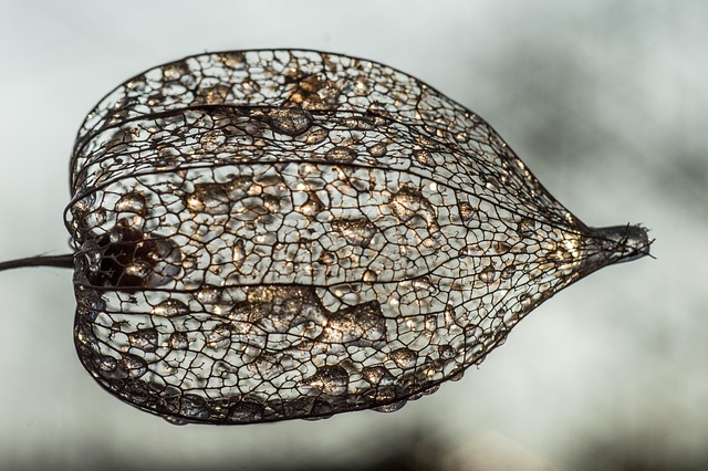 Free Groundcherry Dried Groundcherry photo and picture