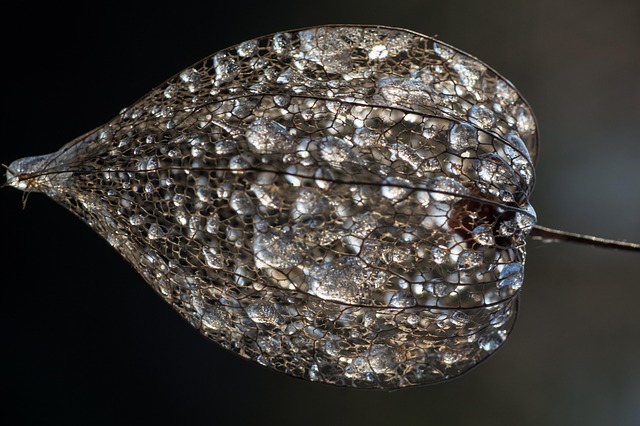 Free Groundcherry Dried Groundcherry photo and picture