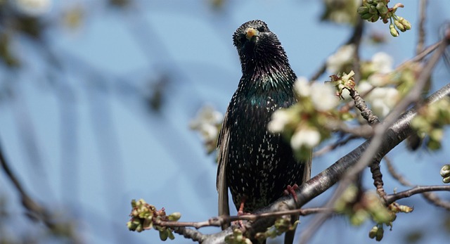 Oiseau Plumage Ornithologie Photo Gratuite Sur Pixabay Pixabay oiseau-plumage-ornithologie-photo-gratuite-sur-pixabay-pixabay