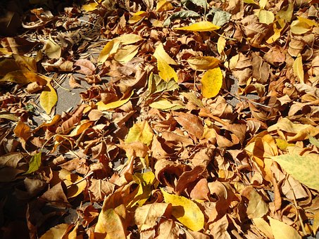 Free Autumn Station photo and picture