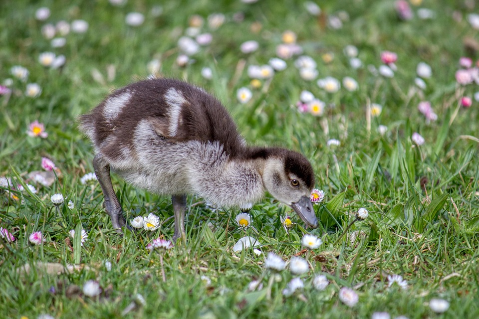 Photo Poussin Poussin Babygans Oiseau - Photo gratuite sur Pixabay