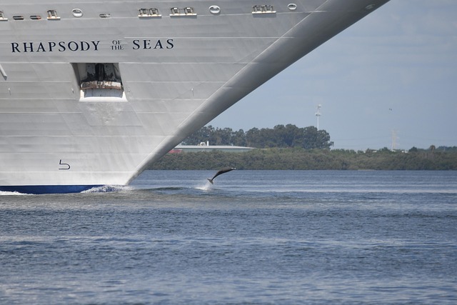 Free Ship Dolphin photo and picture