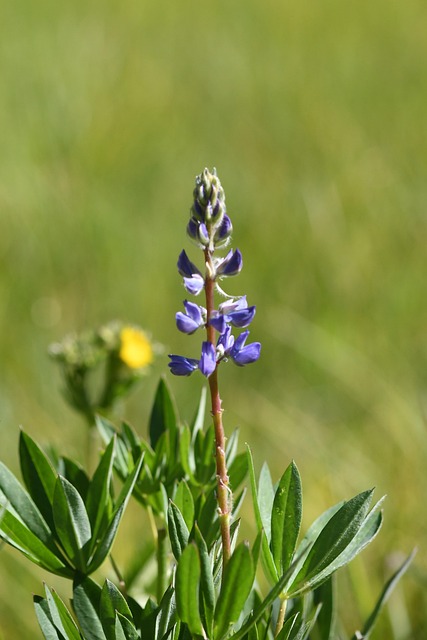 Free Wildflower Flower photo and picture