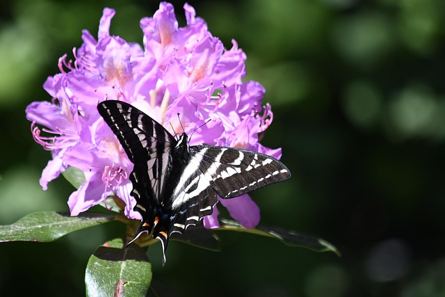 Free Swallowtail Butterfly Pink Flower photo and picture