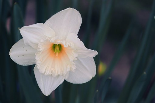 https://cdn.pixabay.com/photo/2022/04/10/19/07/flower-7124081__340.jpg