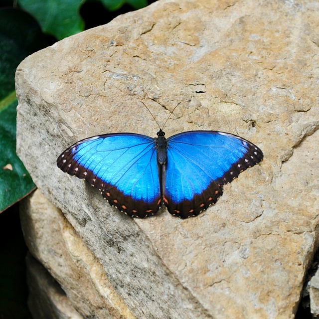 Free Butterfles Nature photo and picture