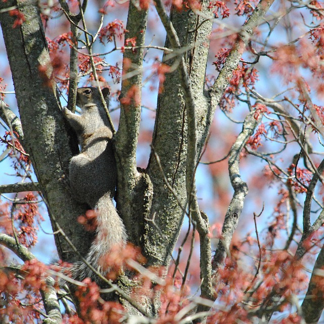 Free Gray Squirrel Forest photo and picture