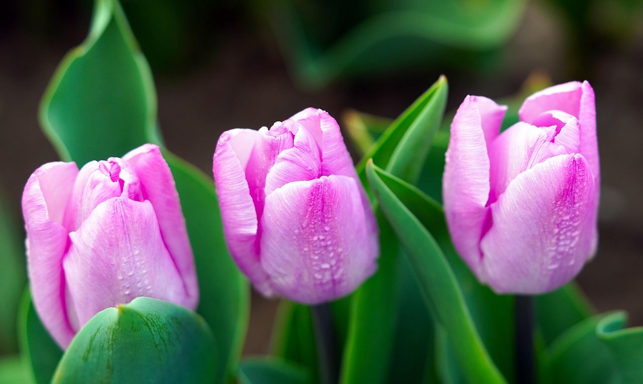 Flower Tulips Blossom Free photo on Pixabay Pixabay