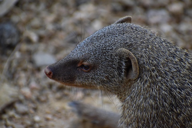 Erdmännchen Tierwelt Natur - Kostenloses Foto auf Pixabay - Pixabay