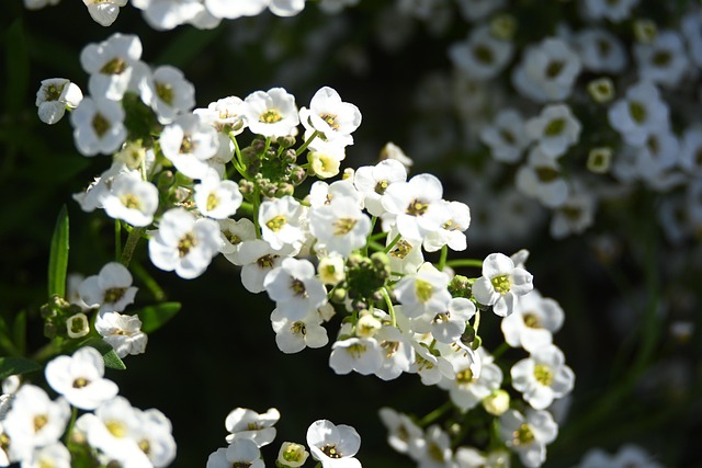 Flores, Fondo De La Flor