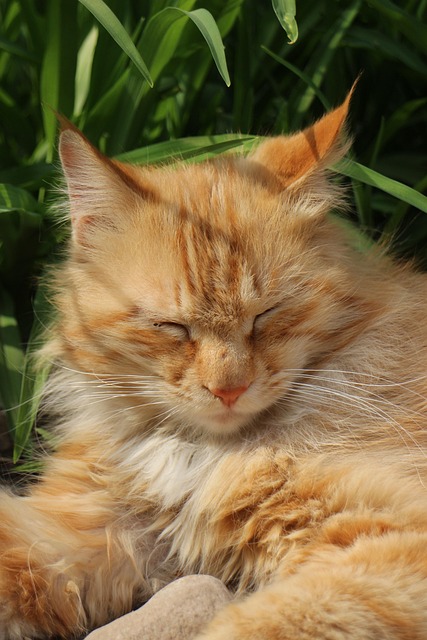 Free Cat Pet photo and picture
