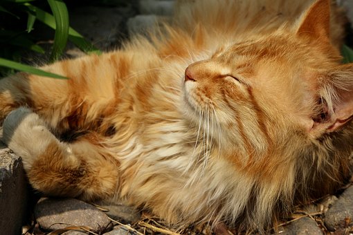 Free Cat Pet photo and picture