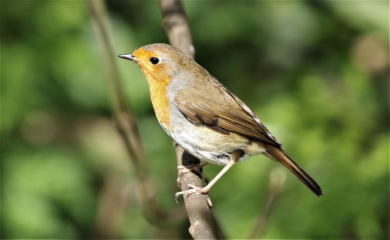 Robin Redbreast Bird Animal Free photo on Pixabay Pixabay