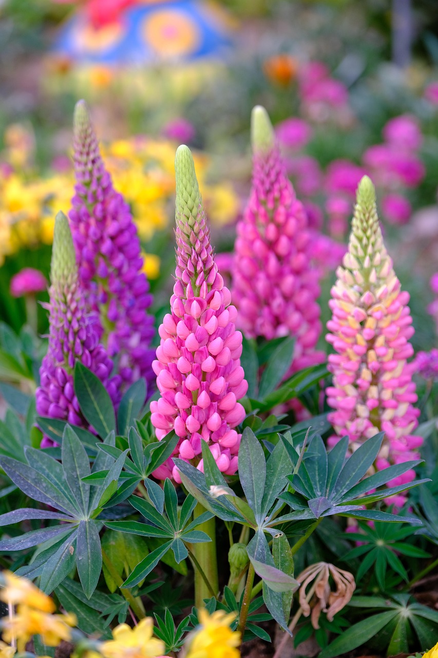 400 000 Free Lupine Flower Lupine Images Pixabay