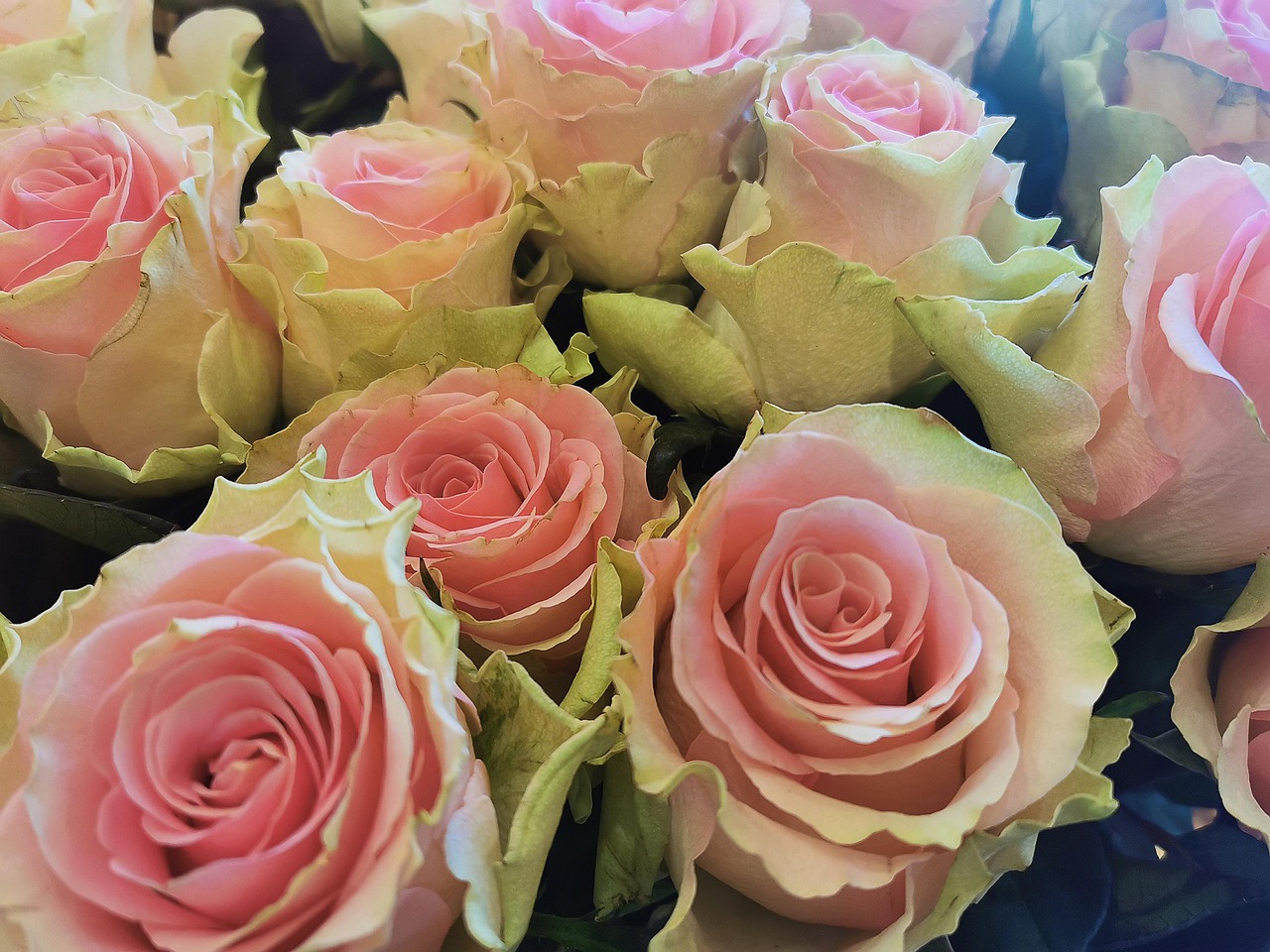 Fleur Des Roses Fleurs Mer De - Photo gratuite sur Pixabay - Pixabay
