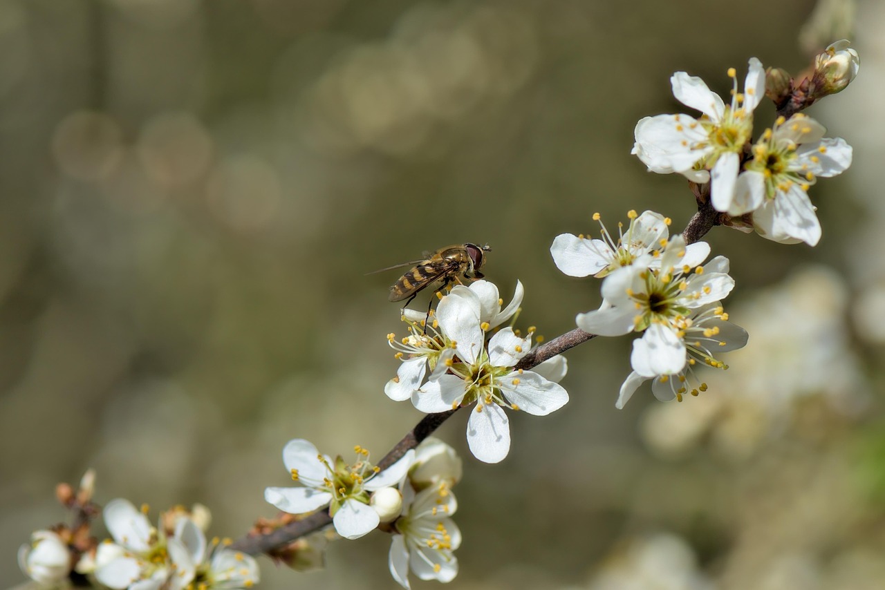 200+ Free Blackthorn & Nature Images - Pixabay