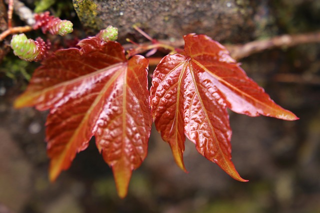 Jungpflanzen, Rote Blätter, Blätter
