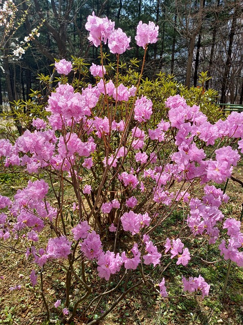 Le Printemps Fleur Rhododendron - Photo gratuite sur Pixabay - Pixabay