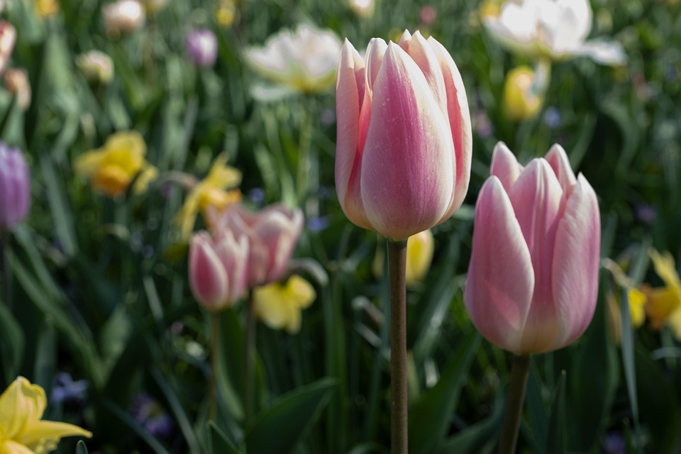 Tulips Flower Blossoms Free photo on Pixabay