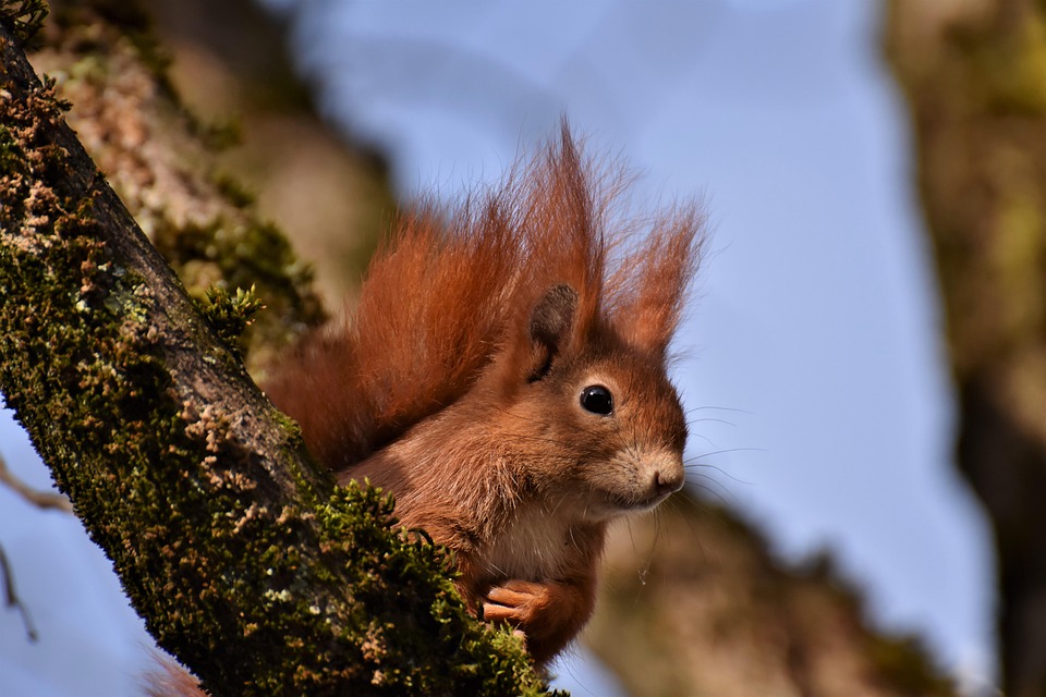 squirrel-7126224_960_720.jpg