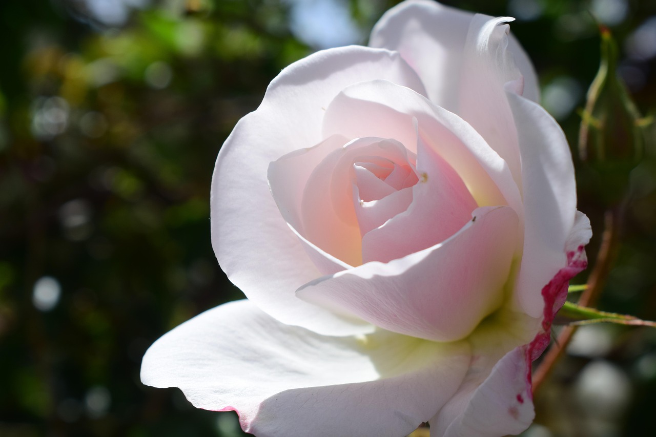 Rose Fleur Nature Le - Photo gratuite sur Pixabay - Pixabay