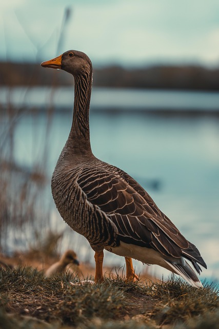 Oiseau Oie Grise Photo gratuite sur Pixabay Pixabay