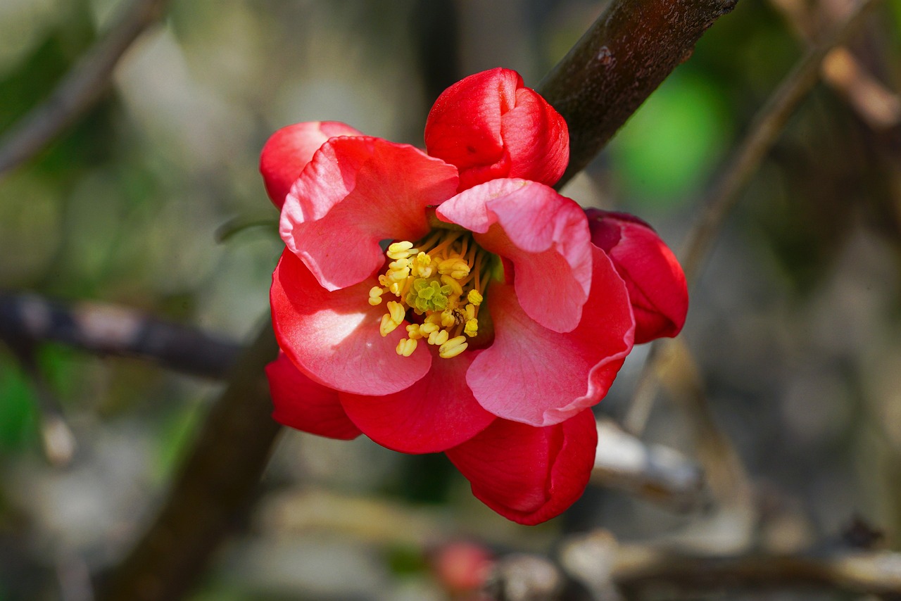 Chinese Quince Flowers Plant Free photo on Pixabay Pixabay