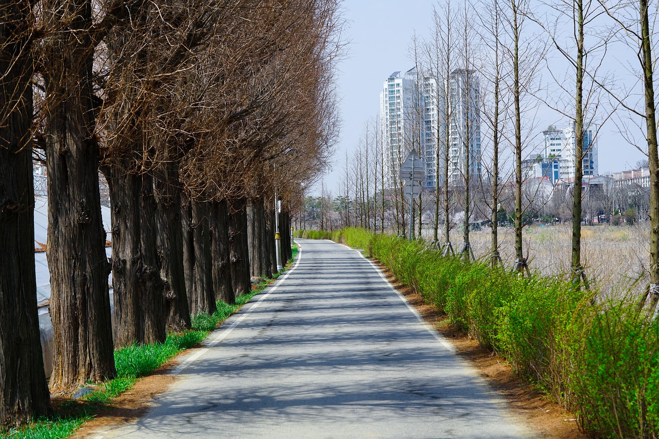 도로 나무 길 - Pixabay의 무료 사진 - Pixabay