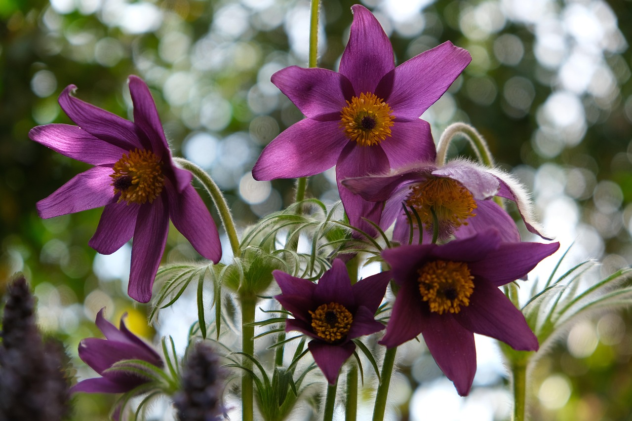 https://cdn.pixabay.com/photo/2022/04/11/22/12/purple-flowers-7126763_1280.jpg