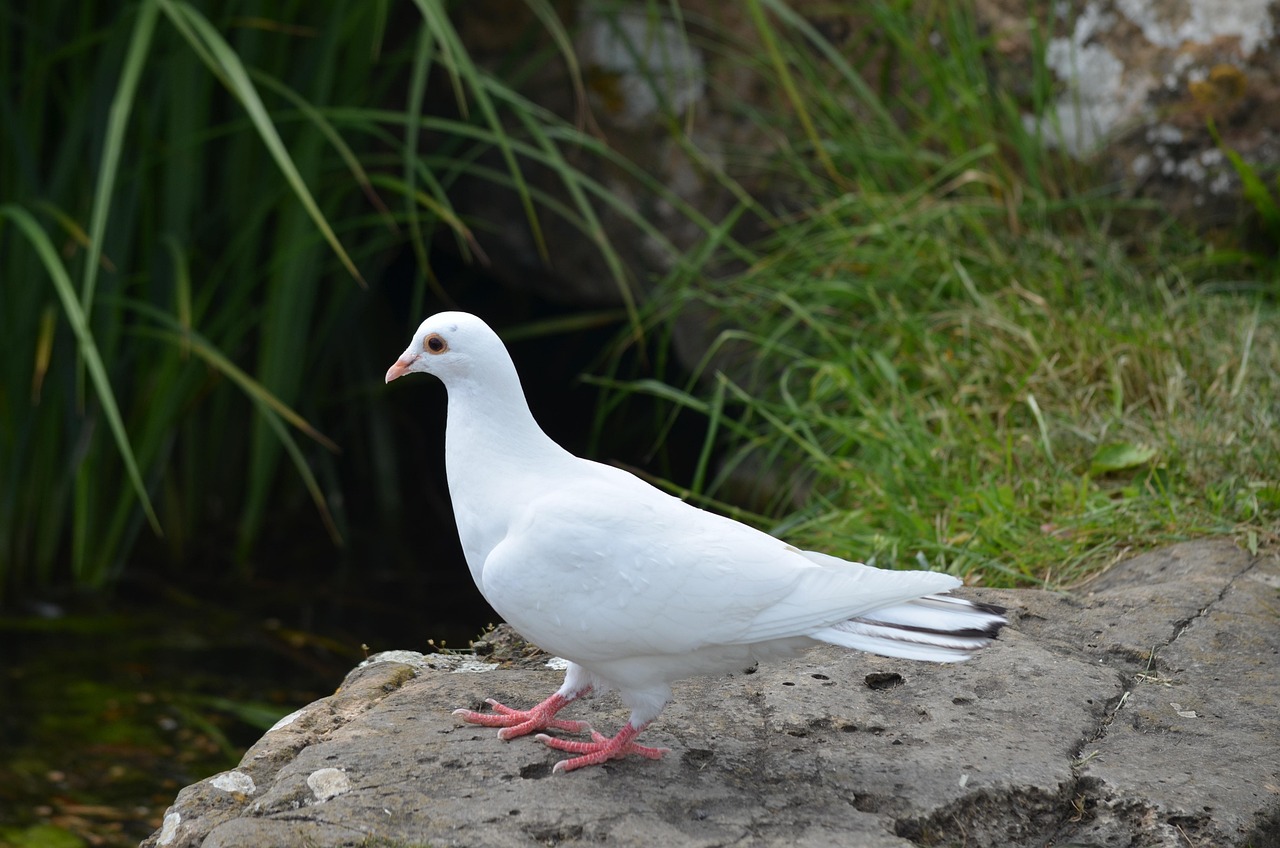 Plus De 400 Photos Gratuites De Colombe De La Paix Et De Paix Pixabay Plus De 400 Photos Gratuites De Colombe De La Paix Et De Paix Pixabay