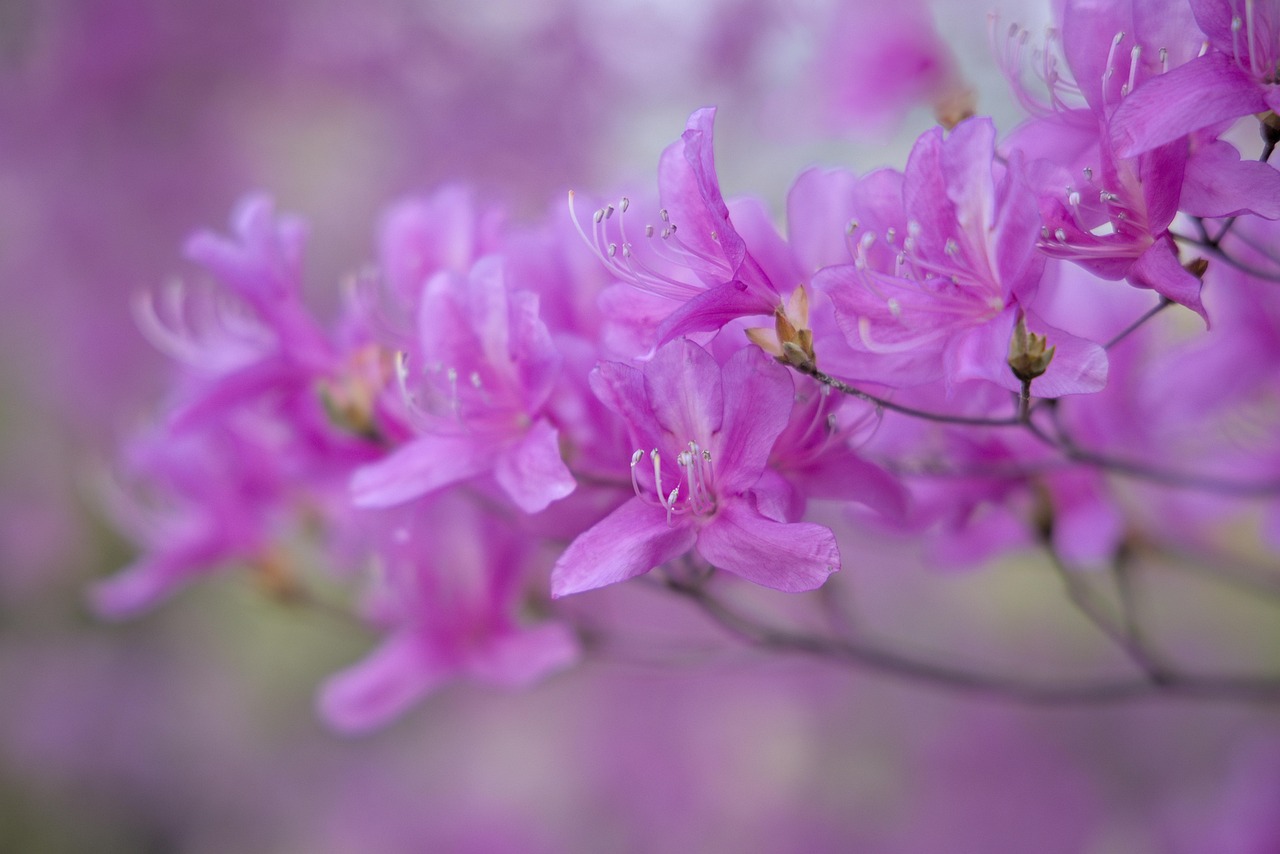 Flowers Blossom Bloom Free photo on Pixabay Pixabay