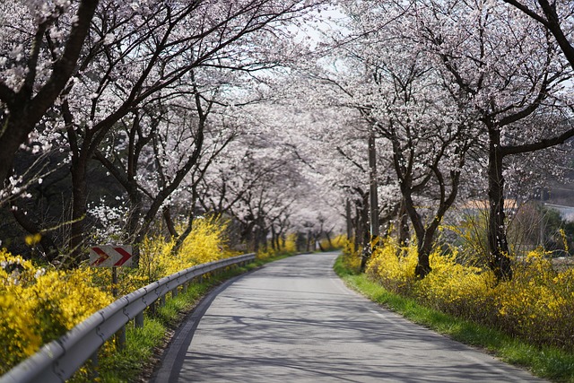 Free Path Cherry Blossoms photo and picture