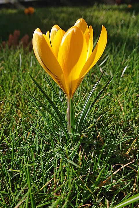 Crocus Flower Plant Yellow - Free photo on Pixabay - Pixabay