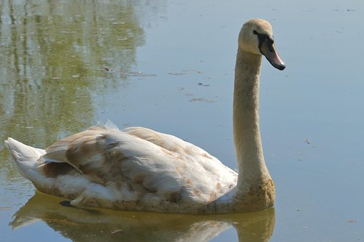 Free Young Swan Swan photo and picture