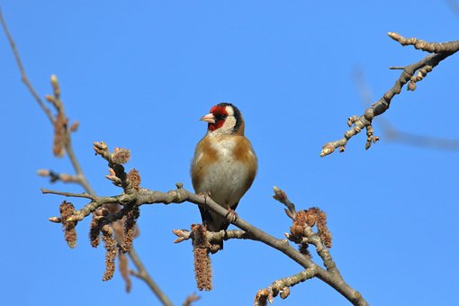 Free Male Goldfinch Bird photo and picture