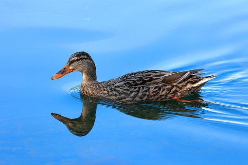 Free Bird Duck photo and picture