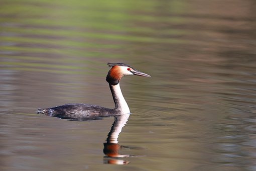 Free Great Crested Grebe Bird photo and picture
