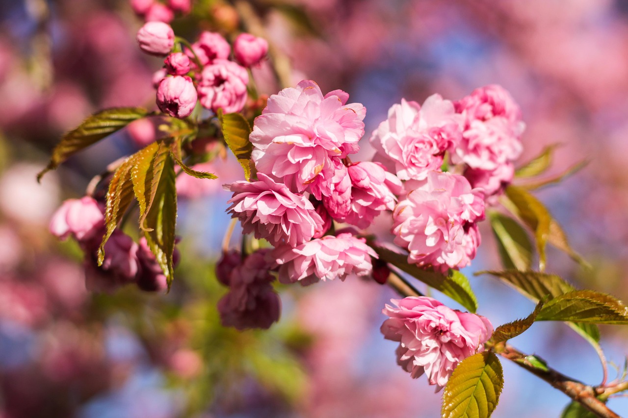 Kwiaty Wi ni Wi nia Darmowe Zdj cie Na Pixabay Pixabay Kwiaty Wi ni Wi nia Darmowe Zdj cie Na Pixabay Pixabay