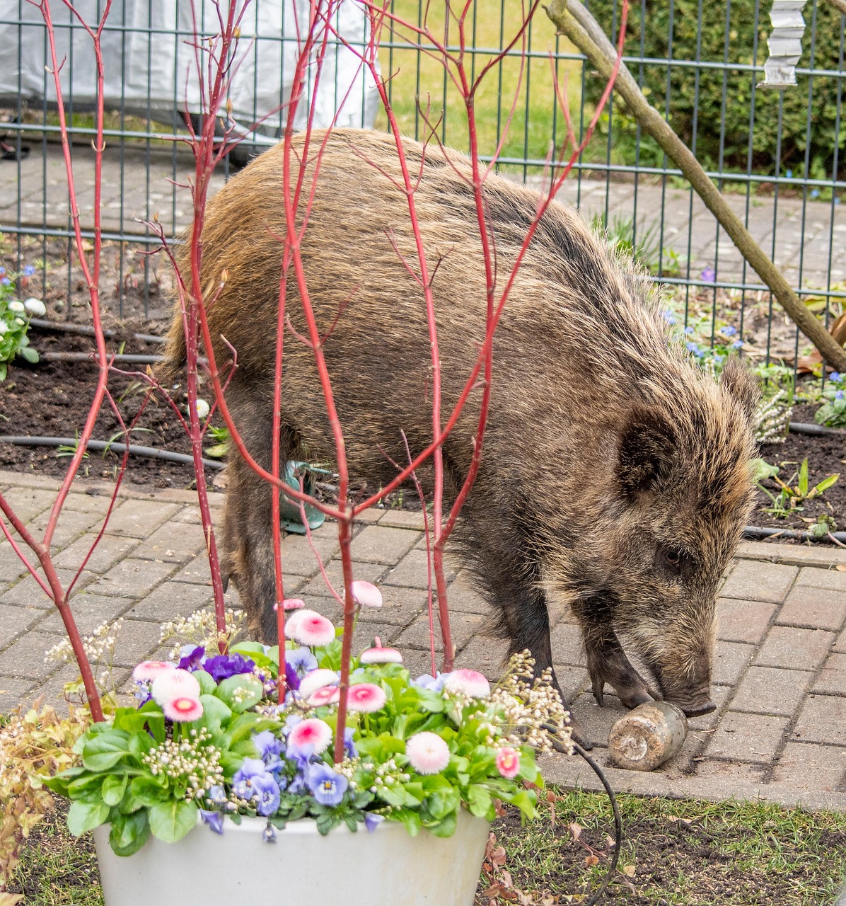 Foraging Wild Boar Garden - Free photo on Pixabay - Pixabay