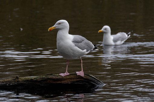 Möwe, Vogel, Tier, Seevögel, Tierwelt