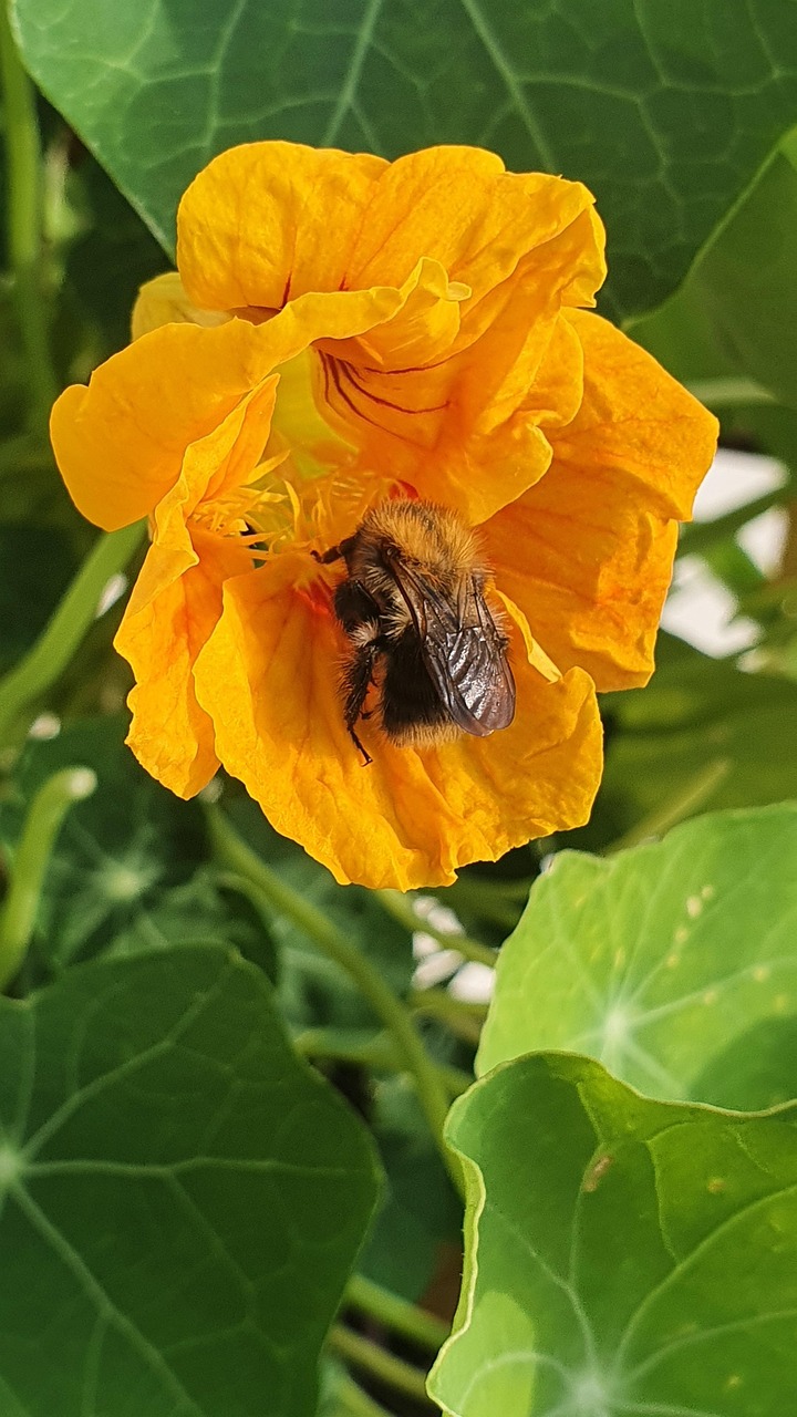 Nasturtiums Bee Flower Free photo on Pixabay Pixabay