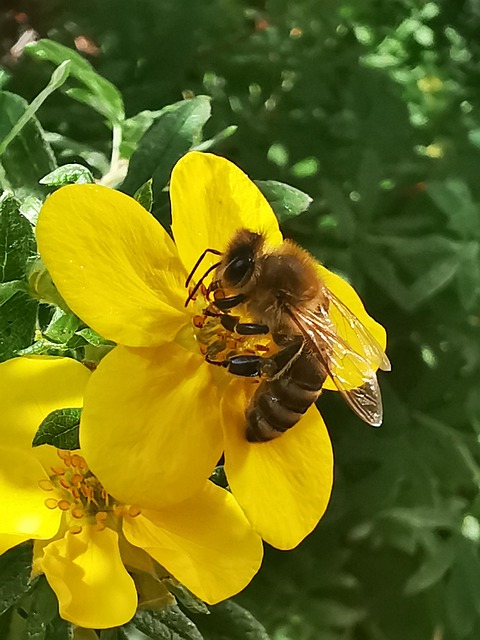 Albine, Natue, Floare, Vară, Animal