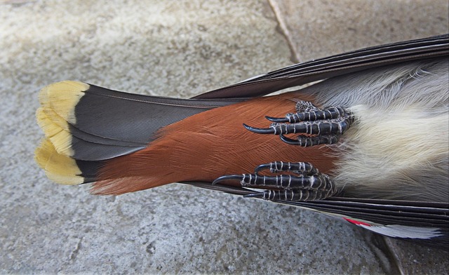 Free Claws Talons photo and picture