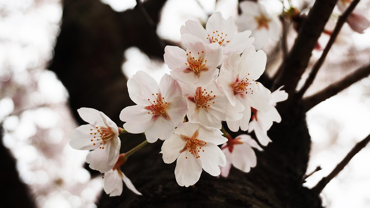 桜 さくら ピンクの花 - Pixabayの無料写真