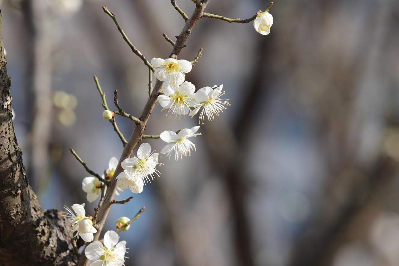 Plum Blossoms Flowers Spring Free photo on Pixabay Pixabay