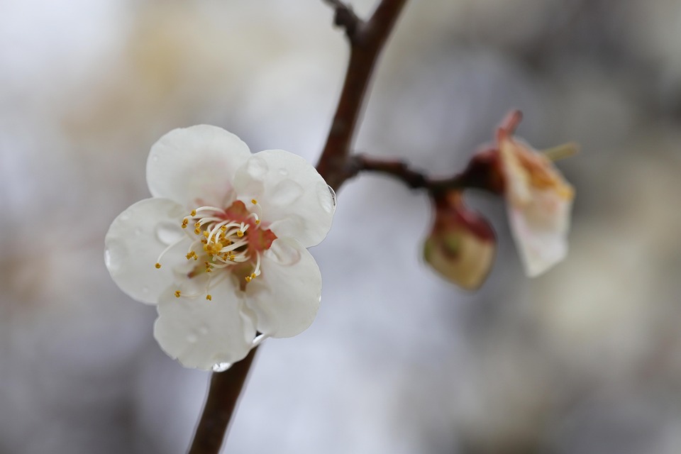 梅 梅の花 春の花 - Pixabayの無料写真